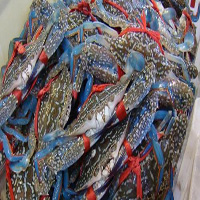 滁州海鲜活体空运